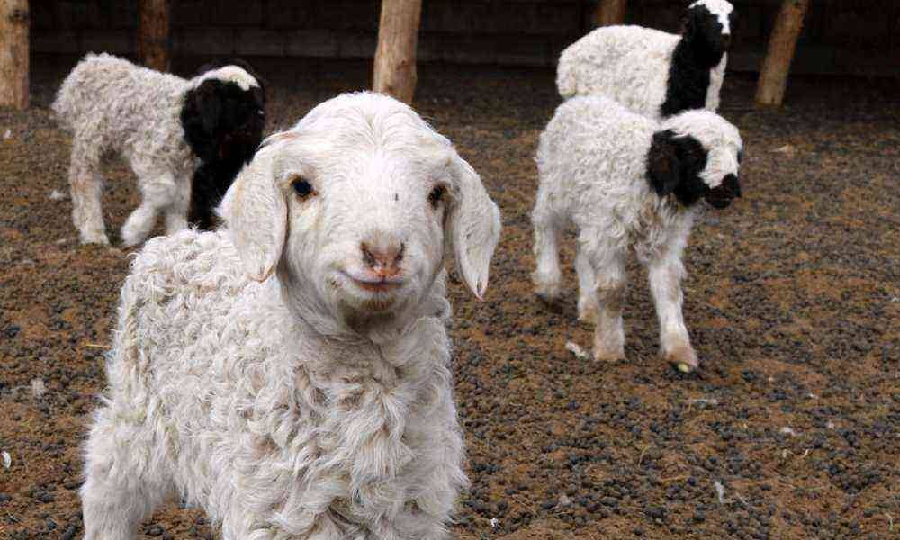 УЛСЫН ХЭМЖЭЭНД  2.068,1 САЯ ТӨЛ ХҮЛЭЭН АВААД БАЙНА