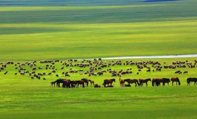 БЭЛЧЭЭРИЙН УРГАМЛЫН УРГАЛТ НИЙТ НУТГИЙН 50 ОРЧИМ ХУВЬД САЙН БАЙНА