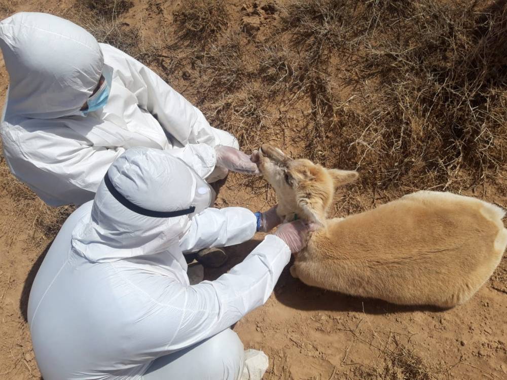 ДОРНОГОВЬД ҮНЭХЭЭР ХҮН МАЛ, ХӨРС УС ХОРДСОН УУ