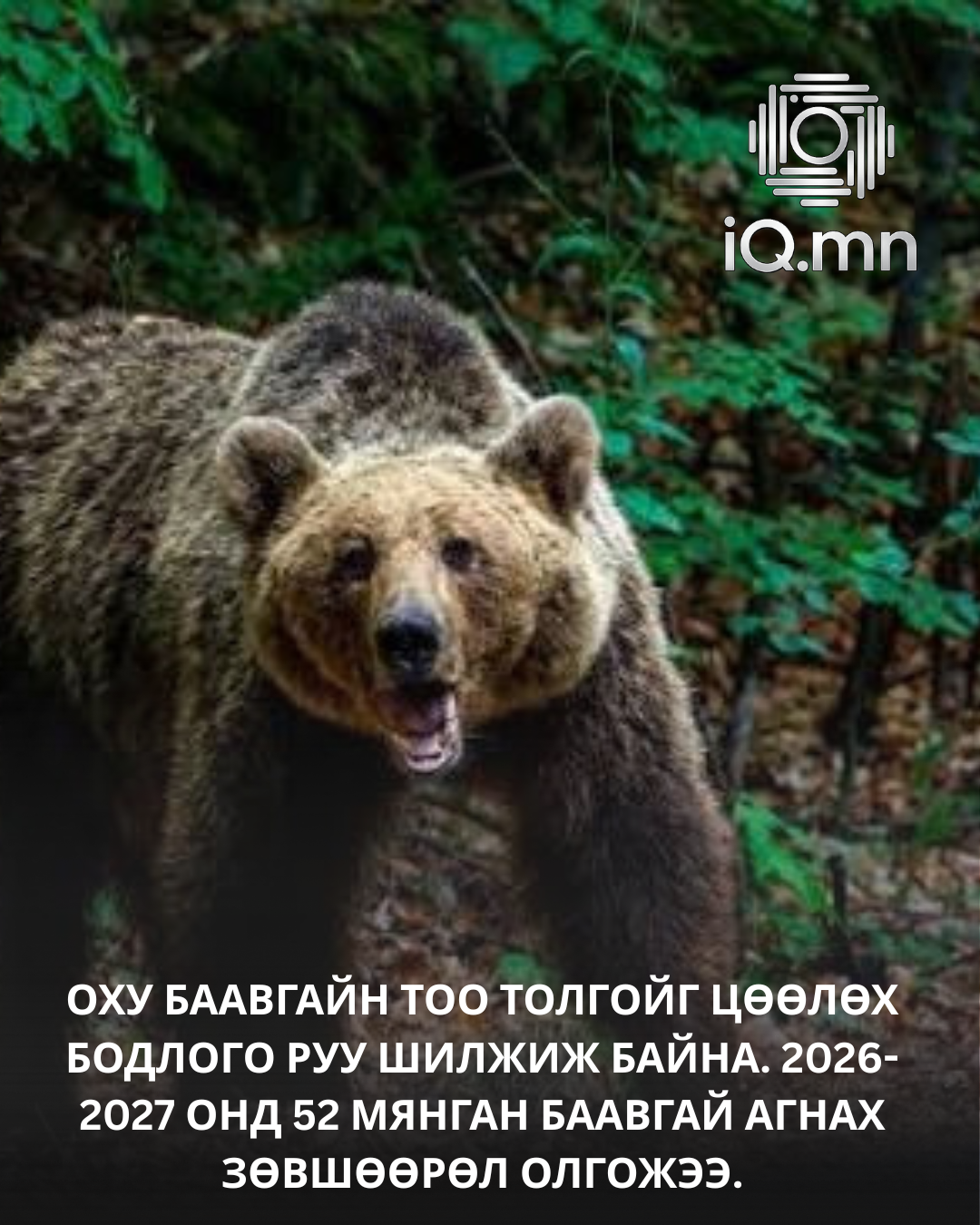 ОХУ баавгайн тоо толгойг цөөлөх бодлого руу шилжиж байна
